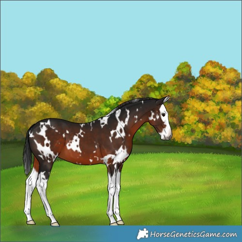 Horse Color:Gray White Spotted Brown Splash 