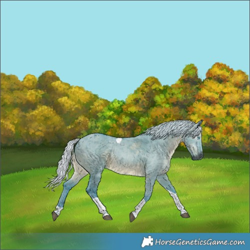 Horse Color:Gray Watercolor Silver Grullo Merle Tobiano 