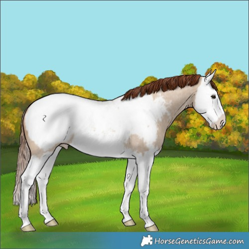 Horse Color:Red Dun Roan Splash Appaloosa 