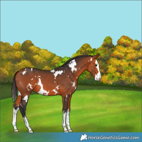 Horse Color:White Spotted Bay Splash 