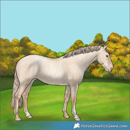 Horse Color:Gold Champagne Pearl Dun Rabicano  and Gold Champagne Pearl Dun Rabicano 