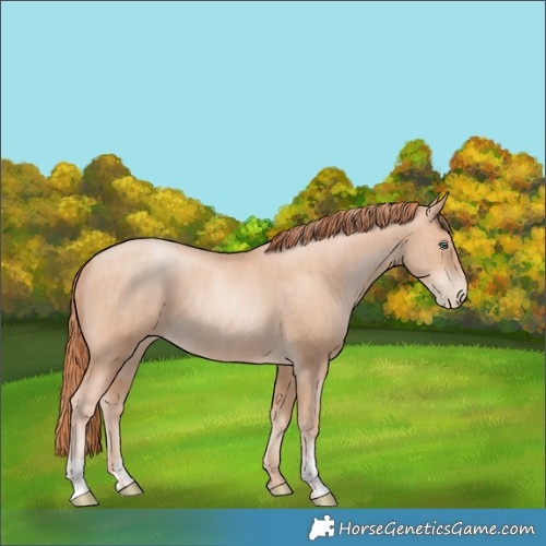 Horse Color:Gold Champagne Pearl Rabicano  and Sable Champagne Pearl Rabicano 