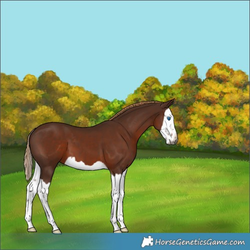 Horse Color:Gray Chestnut Splash 