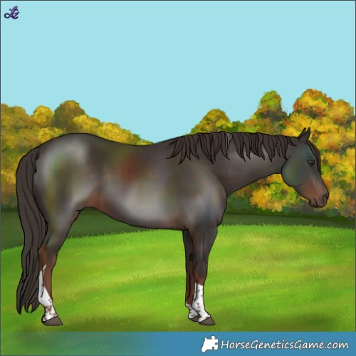 Horse Color:Liver Chestnut Tobiano 