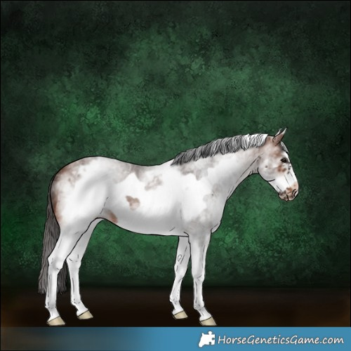 Horse Color:White Spotted Brown Roan Frame 