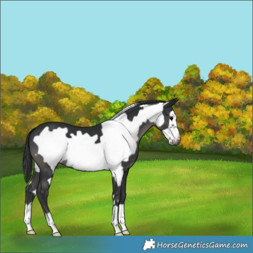 Horse Color:Black Frame