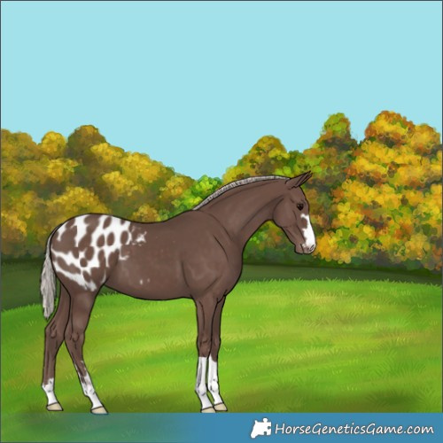Horse Color:Silver Black Appaloosa