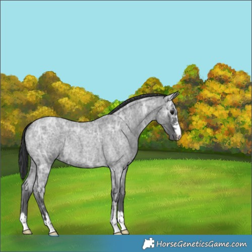 Horse Color:Blue Ice Roan
