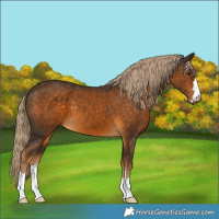 Horse Color:Chocolate Palomino 