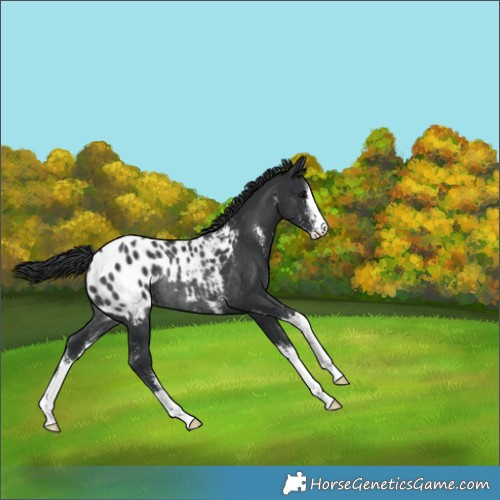 Horse Color:Black Sabino Appaloosa Rabicano 