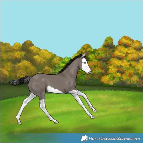Horse Color:Gray Grullo Splash