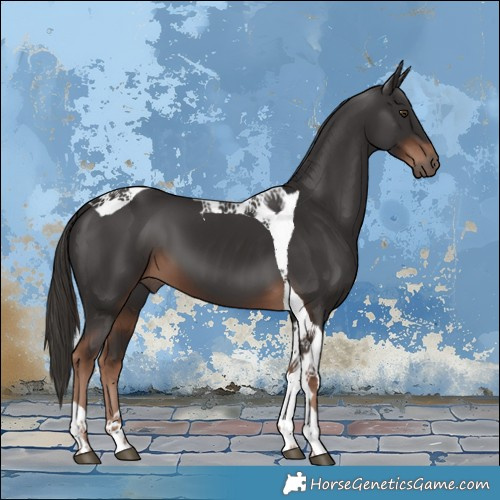 Horse Color:Liver Chestnut Tobiano