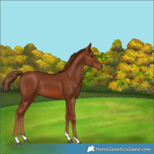 Horse Color:Chestnut Tobiano