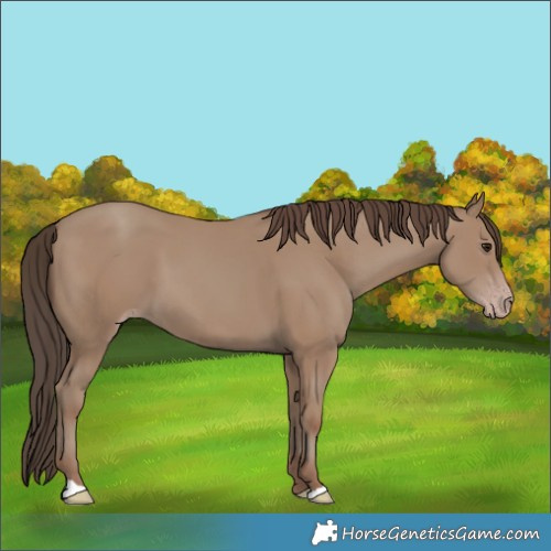 Horse Color:Classic Champagne 