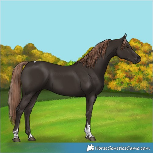 Horse Color:Liver Chestnut Tobiano
