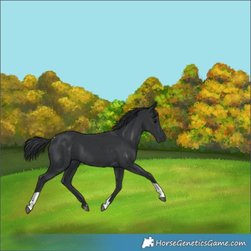 Horse Color:Black Tobiano Rabicano 