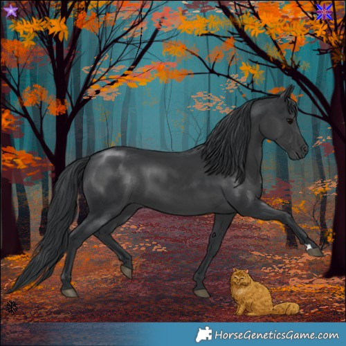 Horse Color:Black 