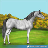 Horse Color:White Spotted Blue Roan Rabicano  and White Spotted Blue Roan Rabicano 