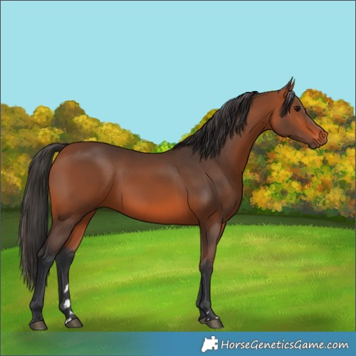 Horse Color:Brown 