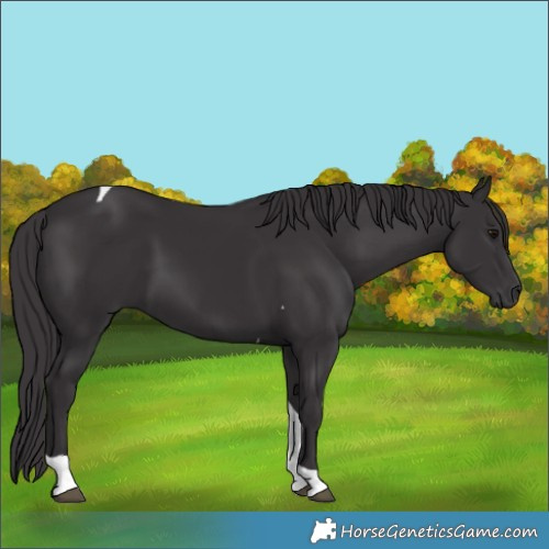 Horse Color:Smoky Black Tobiano