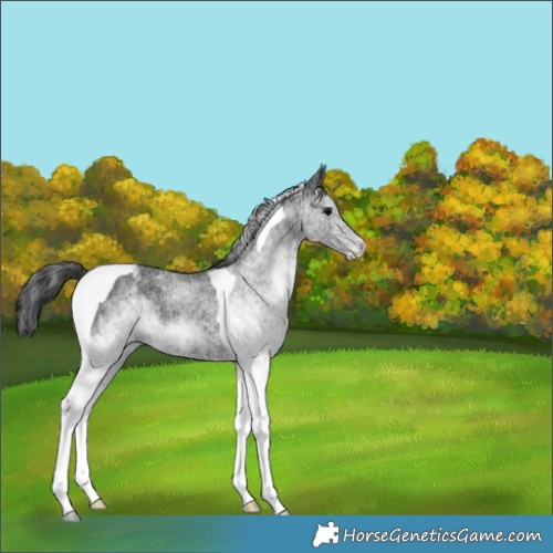 Horse Color:White Spotted Black Tobiano Rabicano 