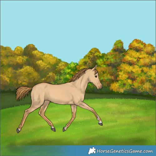 Horse Color:Red Dun 