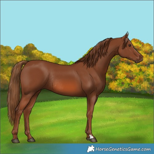 Horse Color:Chestnut Rabicano 