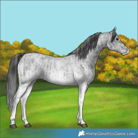 Horse Color:White Spotted Blue Roan Rabicano  and White Spotted Blue Roan Rabicano 