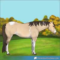 Horse Color:Buckskin Dun Tobiano 