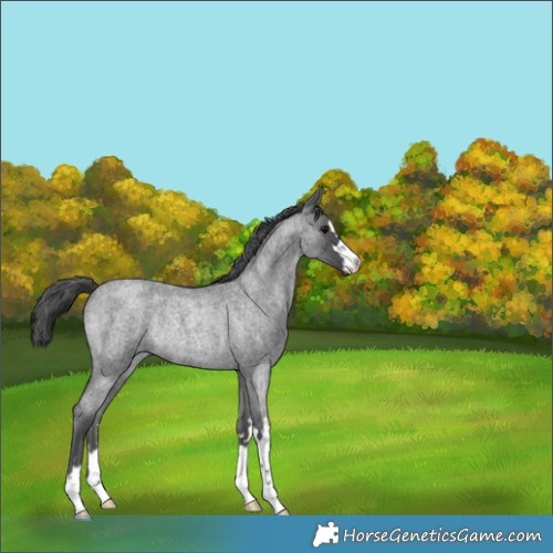 Horse Color:Blue Roan Merle Rabicano 