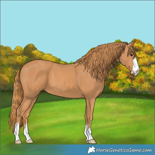 Horse Color:Unknown 