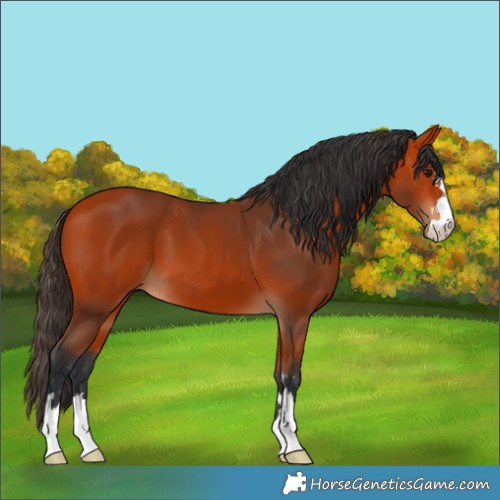 Horse Color:Unknown 
