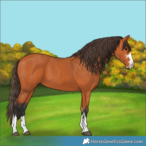 Horse Color:Unknown 