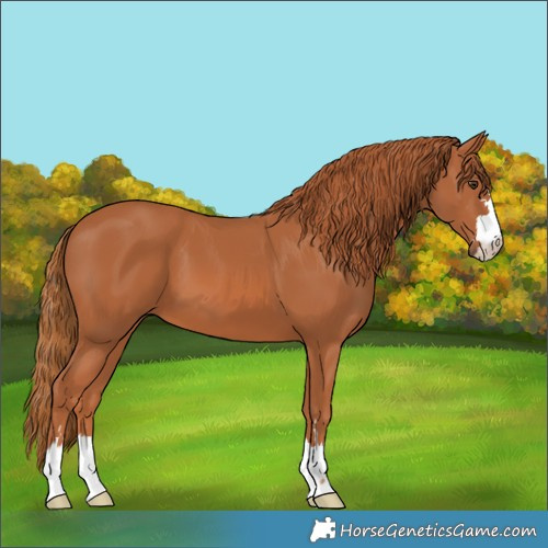 Horse Color:Unknown 