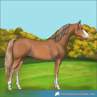 Horse Color:Chestnut 