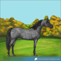 Horse Color:Blue Roan 