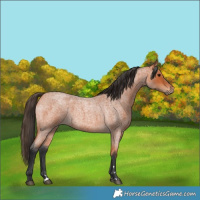 Horse Color:Bay Roan