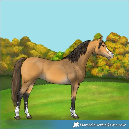 Horse Color:Buckskin