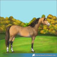 Horse Color:Buckskin 