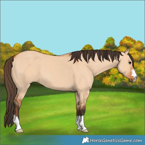 Horse Color:Unknown 