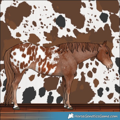 Horse Color:Chestnut Blanket 
