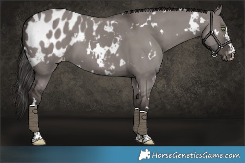 Horse Color:Platinum White Spotted Liver Red Dun Appaloosa