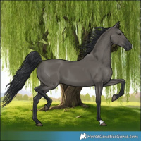 Horse Color:Grullo 