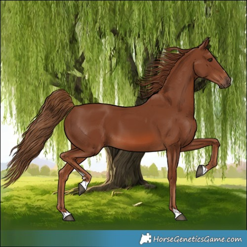 Horse Color:Chestnut 