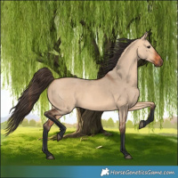 Horse Color:Bay Dun