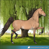 Horse Color:Bay Dun 