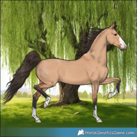 Horse Color:Bay Dun