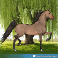 Horse Color:Bay Dun 