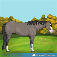 Horse Color:Grullo Splash 