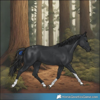 Horse Color:Black Tobiano